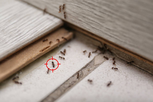 Best Pest Prevention Services  in Circle Pines, MN